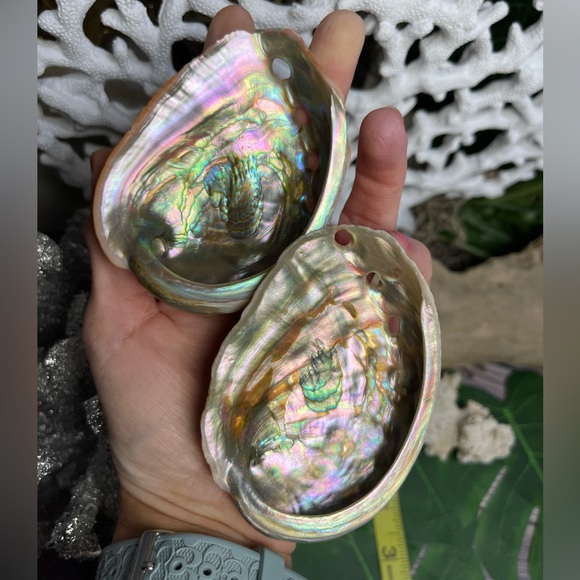 2 for 1 Special Seashells Lot 2 Interior Polished Abalone Shells Bundle Coastal - Picture 11 of 14